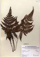 藏品(臺灣鱗毛蕨)的圖片